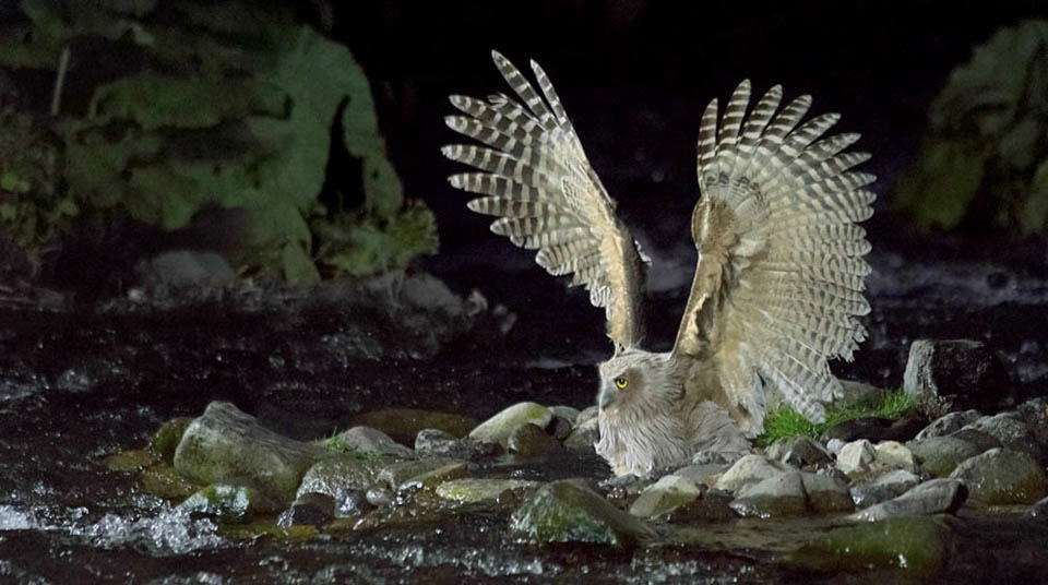 よくみかける野鳥