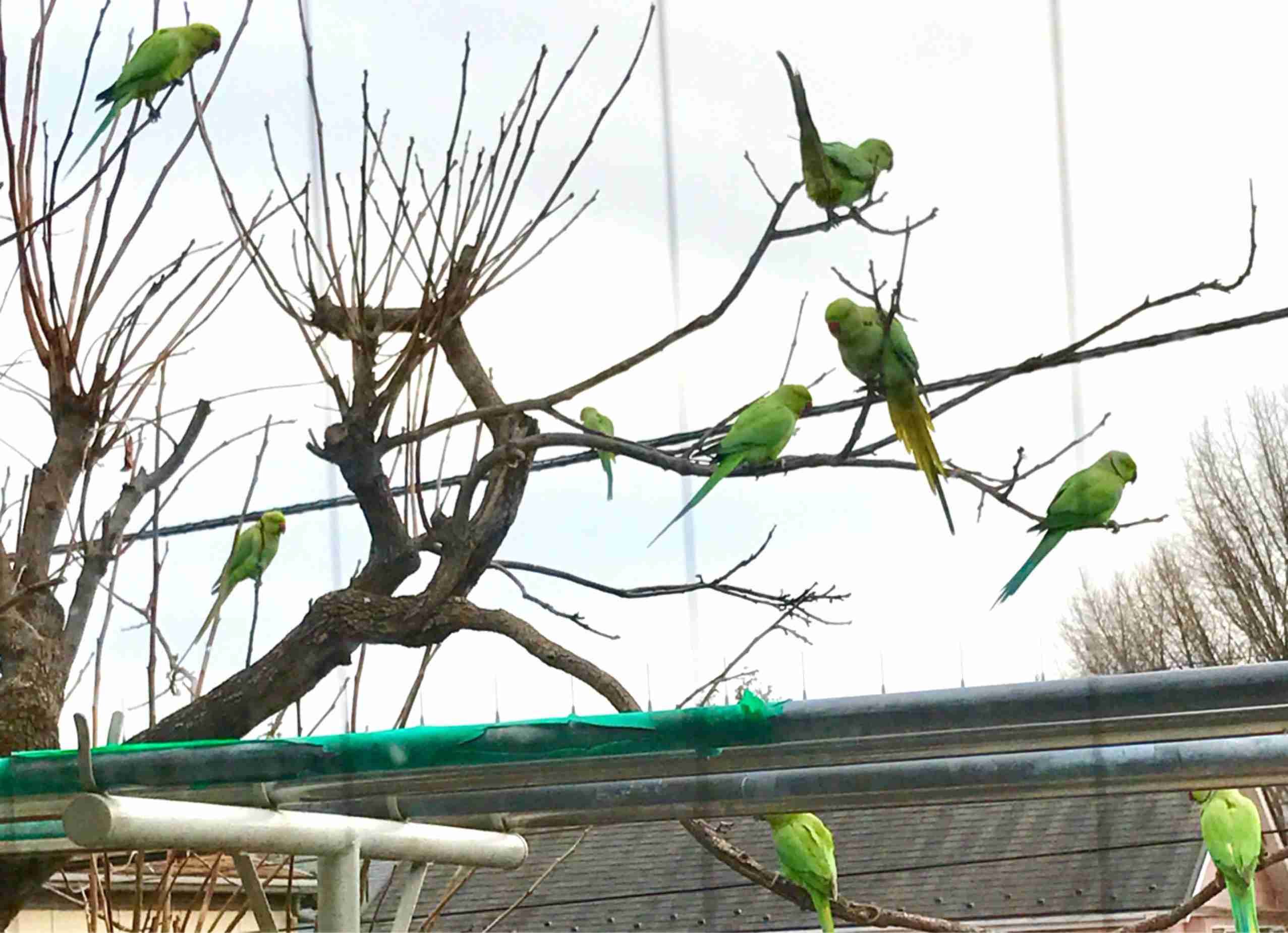 よくみかける野鳥