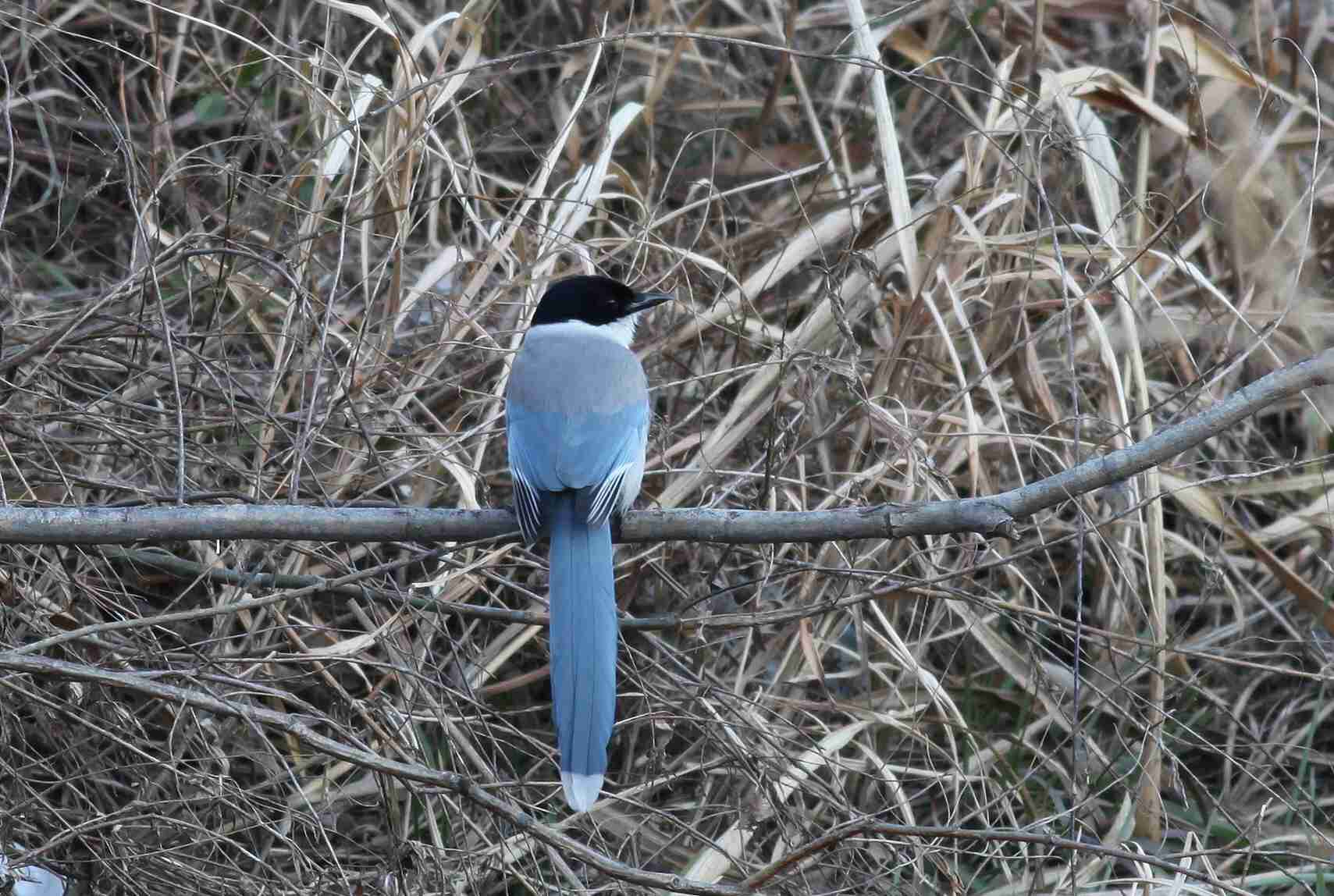 よくみかける野鳥