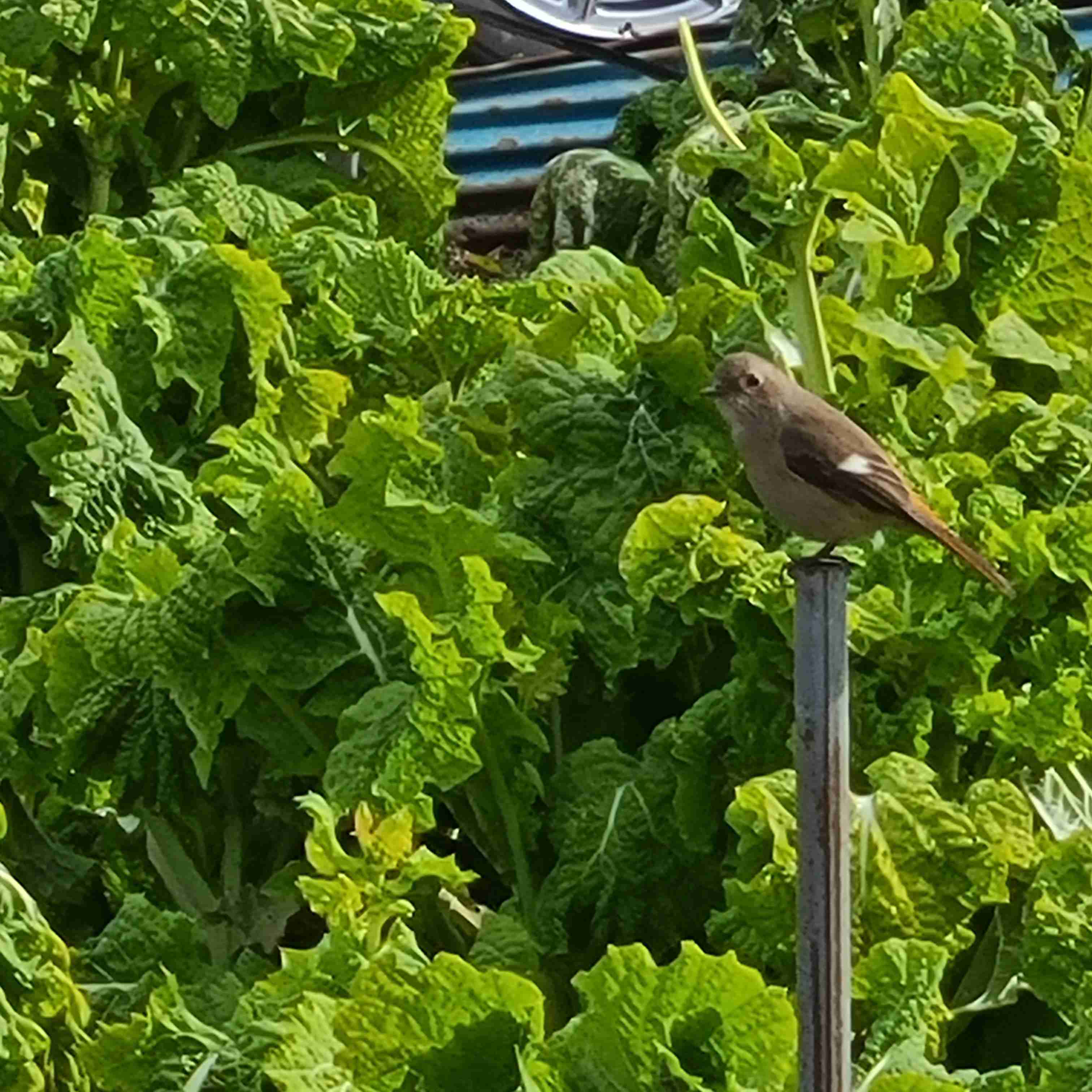 よくみかける野鳥