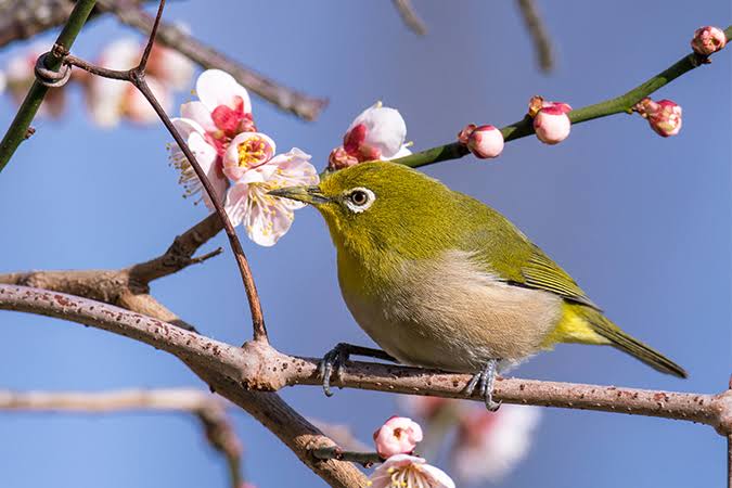 よくみかける野鳥