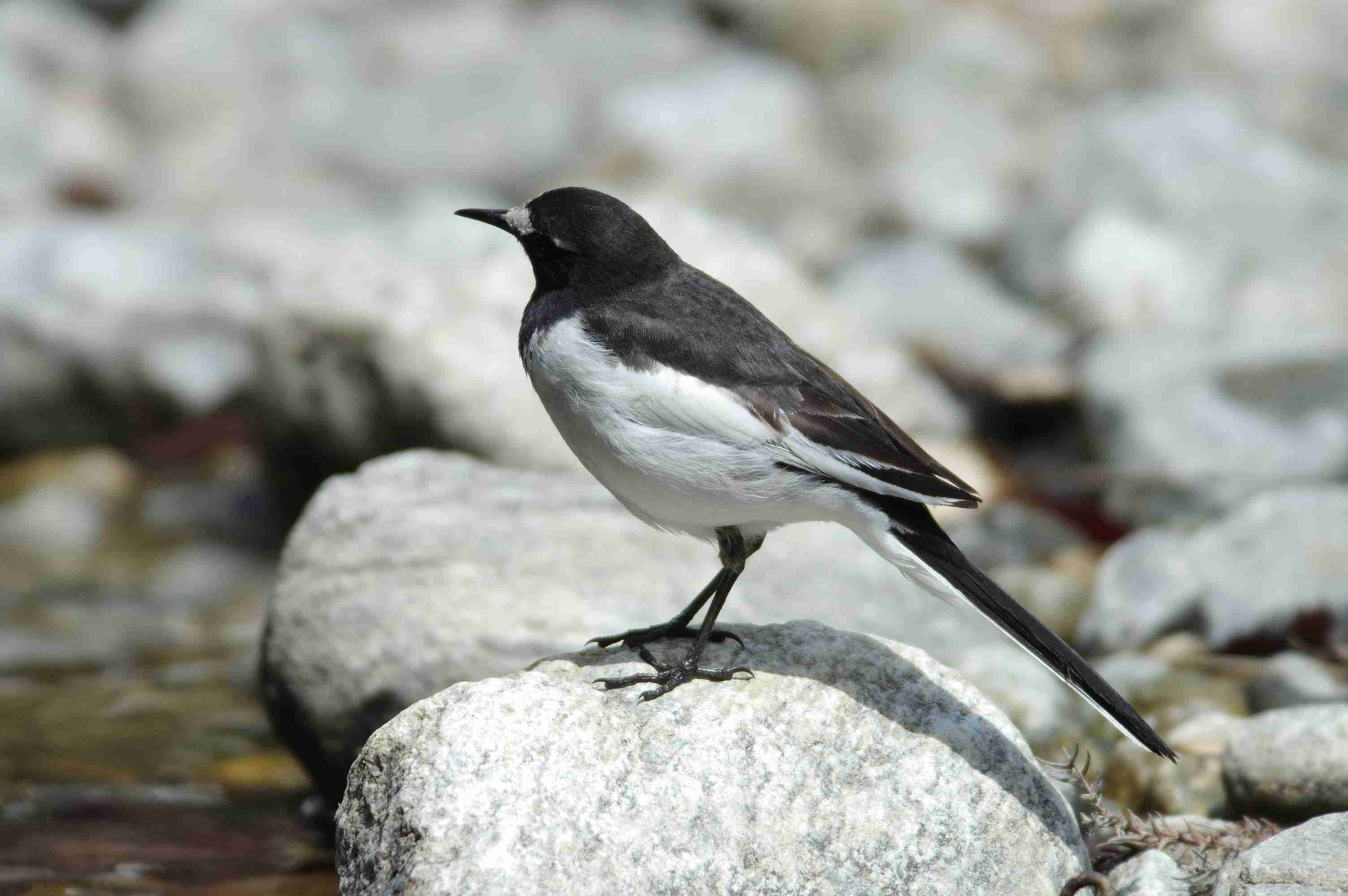 よくみかける野鳥