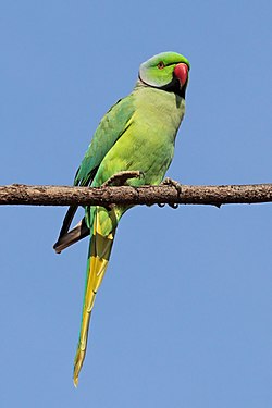 よくみかける野鳥