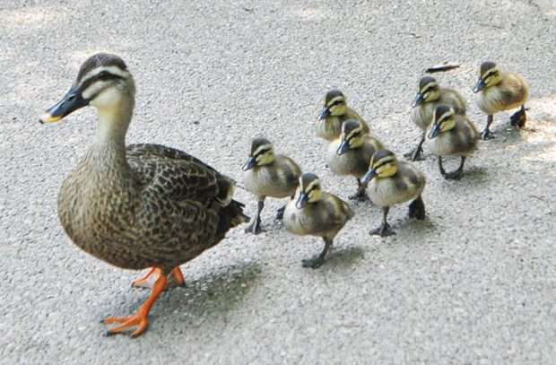 よくみかける野鳥