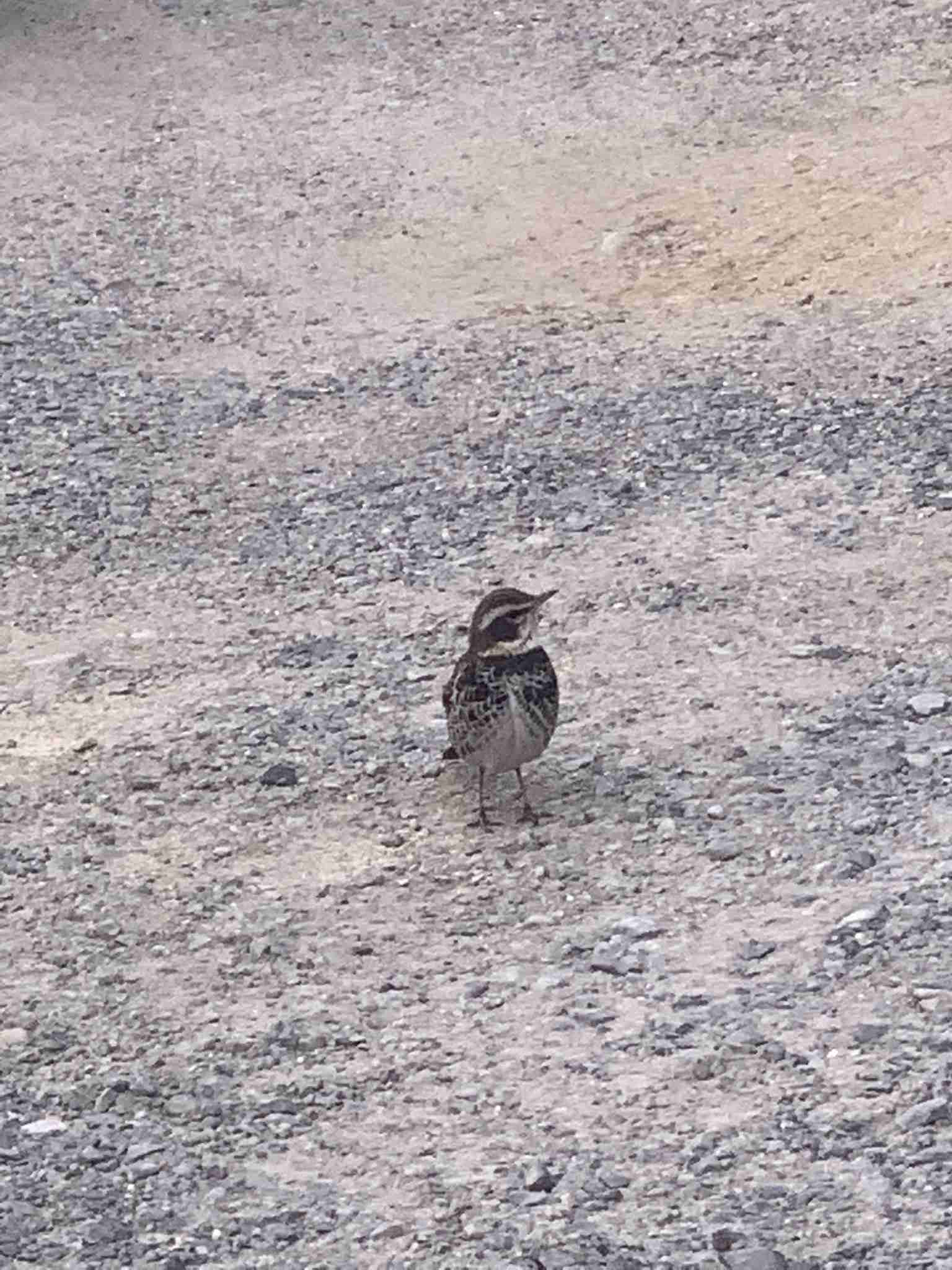 よくみかける野鳥