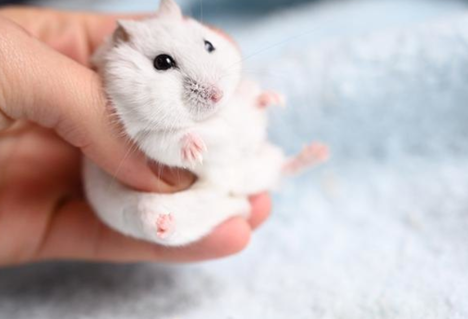 使いたいけど使いどころの無い画像