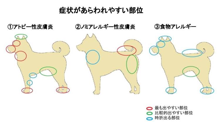 犬や猫も「花粉症」になる？　受診目安や予防策を獣医師に聞く