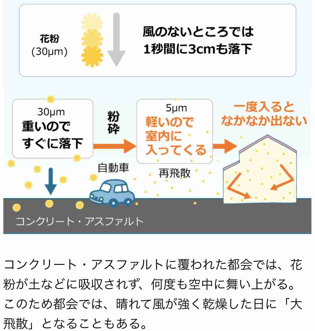 犬や猫も「花粉症」になる？　受診目安や予防策を獣医師に聞く