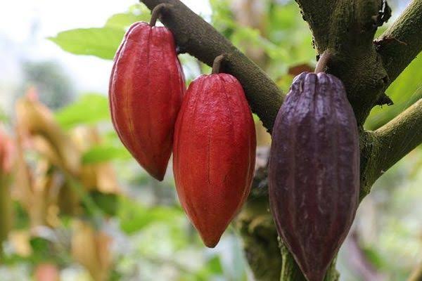高カカオチョコレートで太らないってどう思いますか?