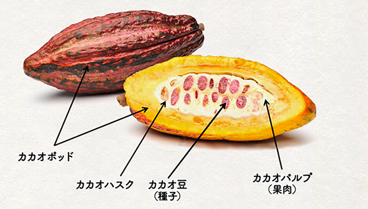 高カカオチョコレートで太らないってどう思いますか?