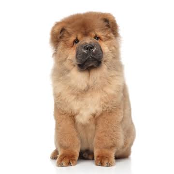 ぼる塾・あんり“お笑い特番”欠席の理由は…？「素晴らしい」と称賛の嵐