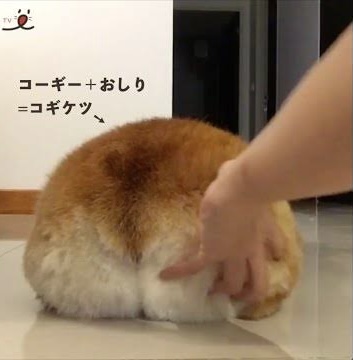 航海中に海に落ちて行方不明になったコーギー　10キロ以上も海を泳ぎ自力で岸にたどり着く（米）