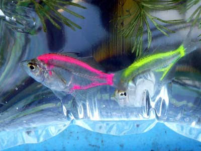 美しい新種の魚、学名は「バラ」 トワイライトゾーンから発見
