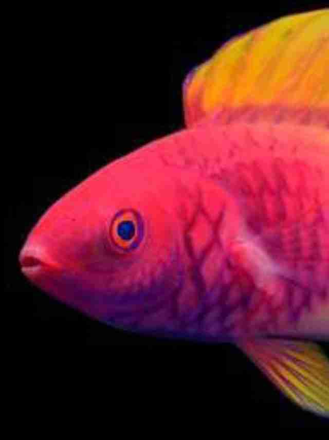 美しい新種の魚、学名は「バラ」 トワイライトゾーンから発見
