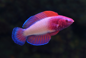 美しい新種の魚、学名は「バラ」 トワイライトゾーンから発見