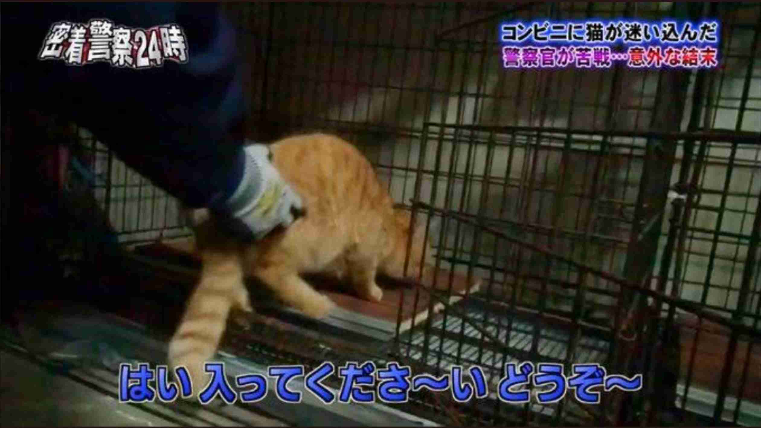 【感想・実況】列島警察捜査網THE追跡 2022春の事件簿