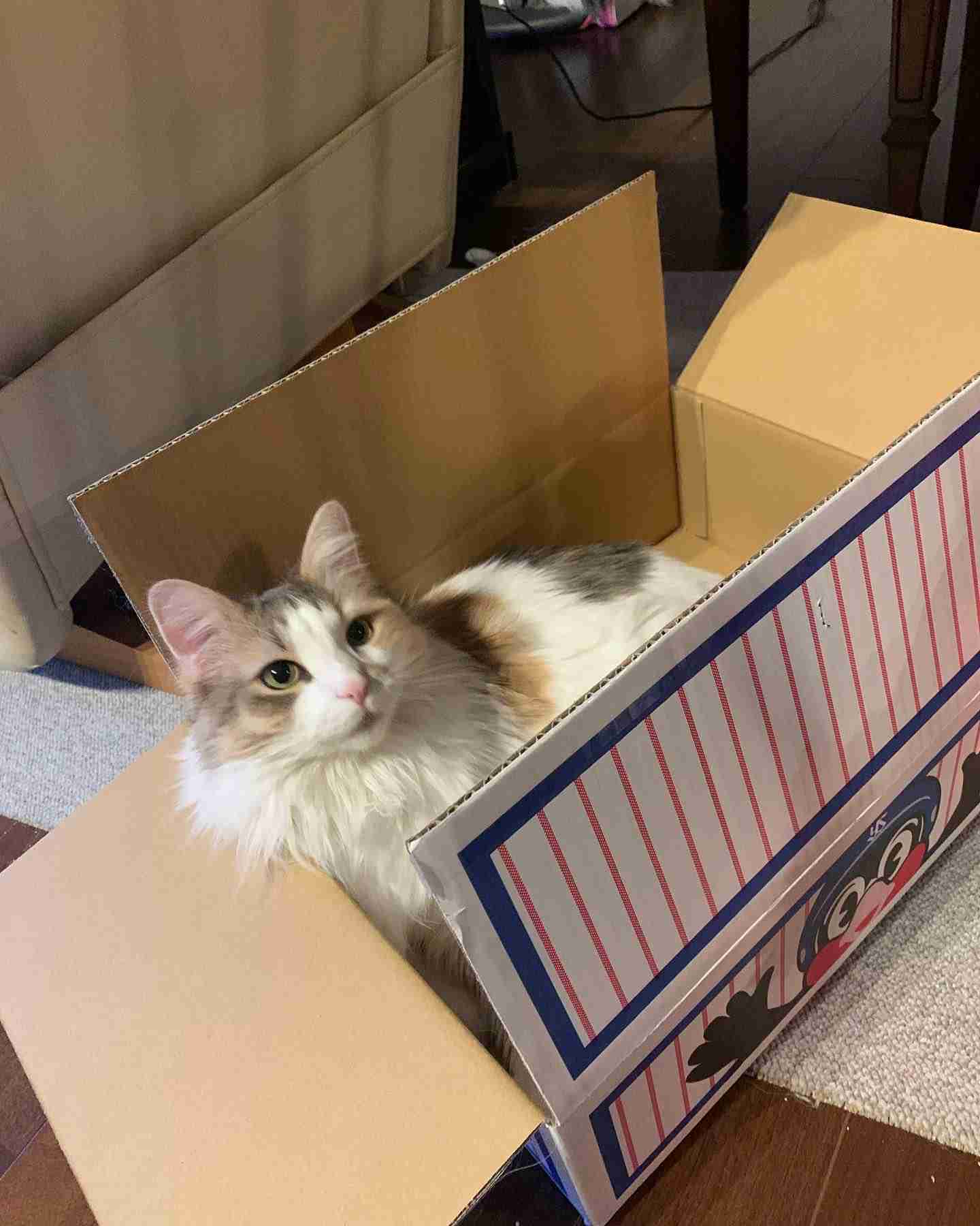 ヤクルトスワローズファン集合