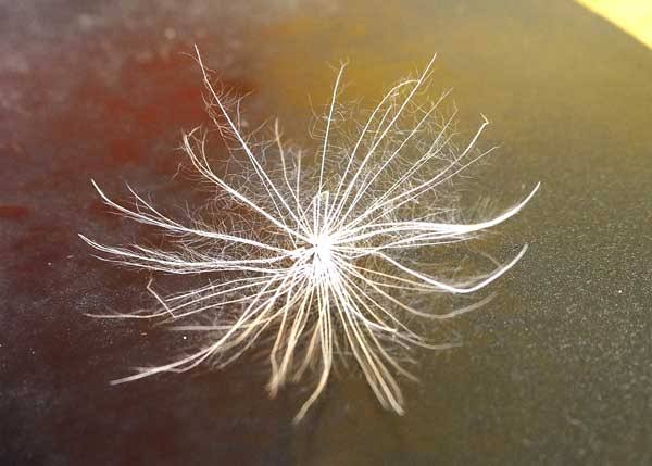 なぜ流行ったのか不思議なものpart4