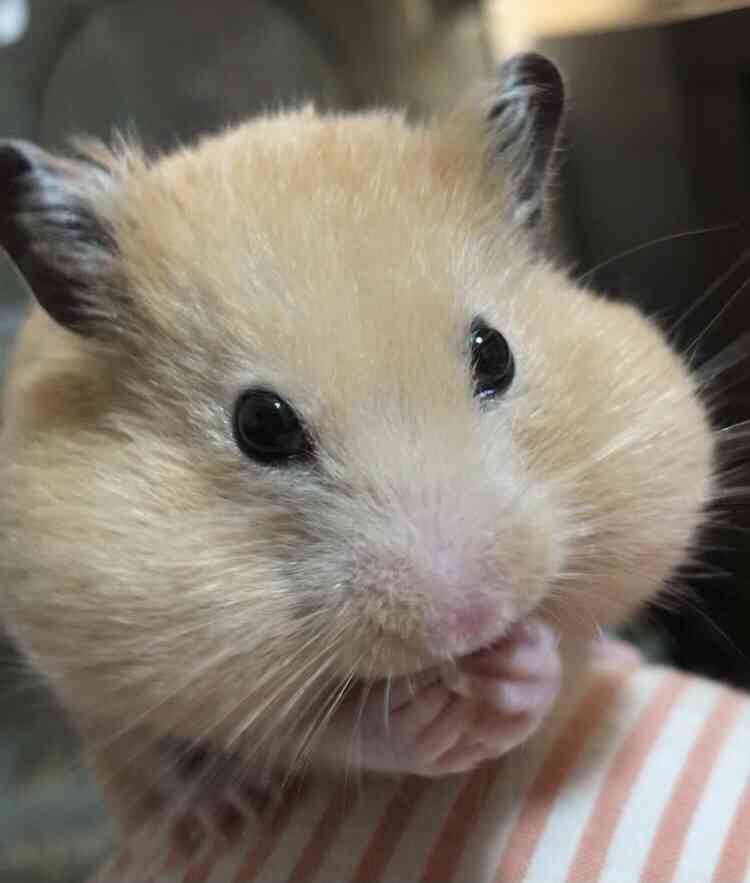 顎にボトックス注入した女性、頬袋に餌を蓄えたハムスターのような顔に（豪）