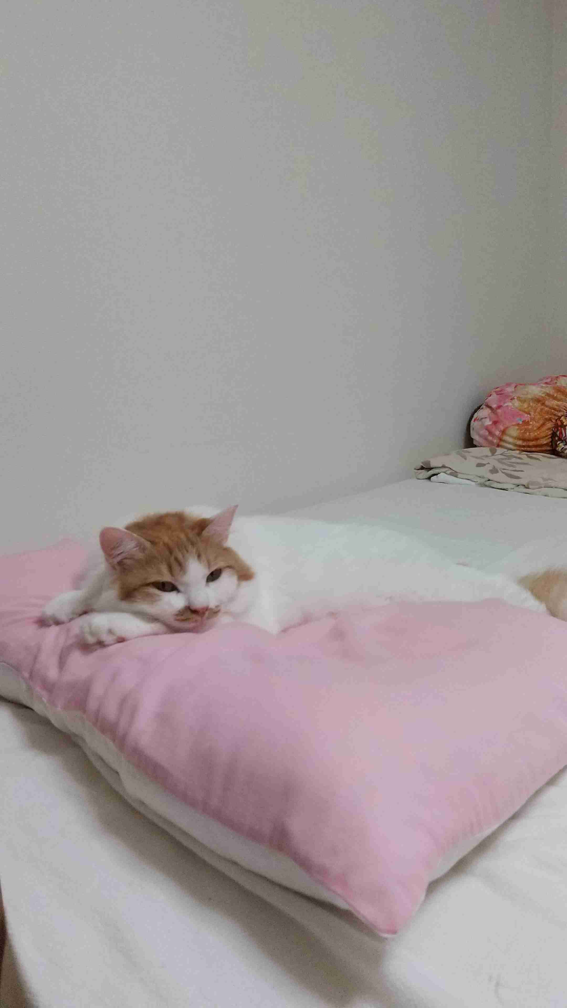ボルト君の寝相はもはや人間！　動物行動学の専門家に聞く「この寝相は猫にとって進化なのか退化なのか」