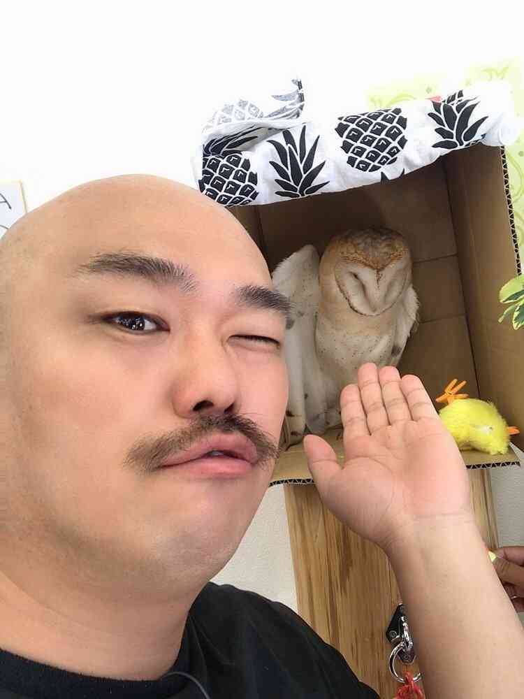 久しぶりにフクロウの画像見たい。