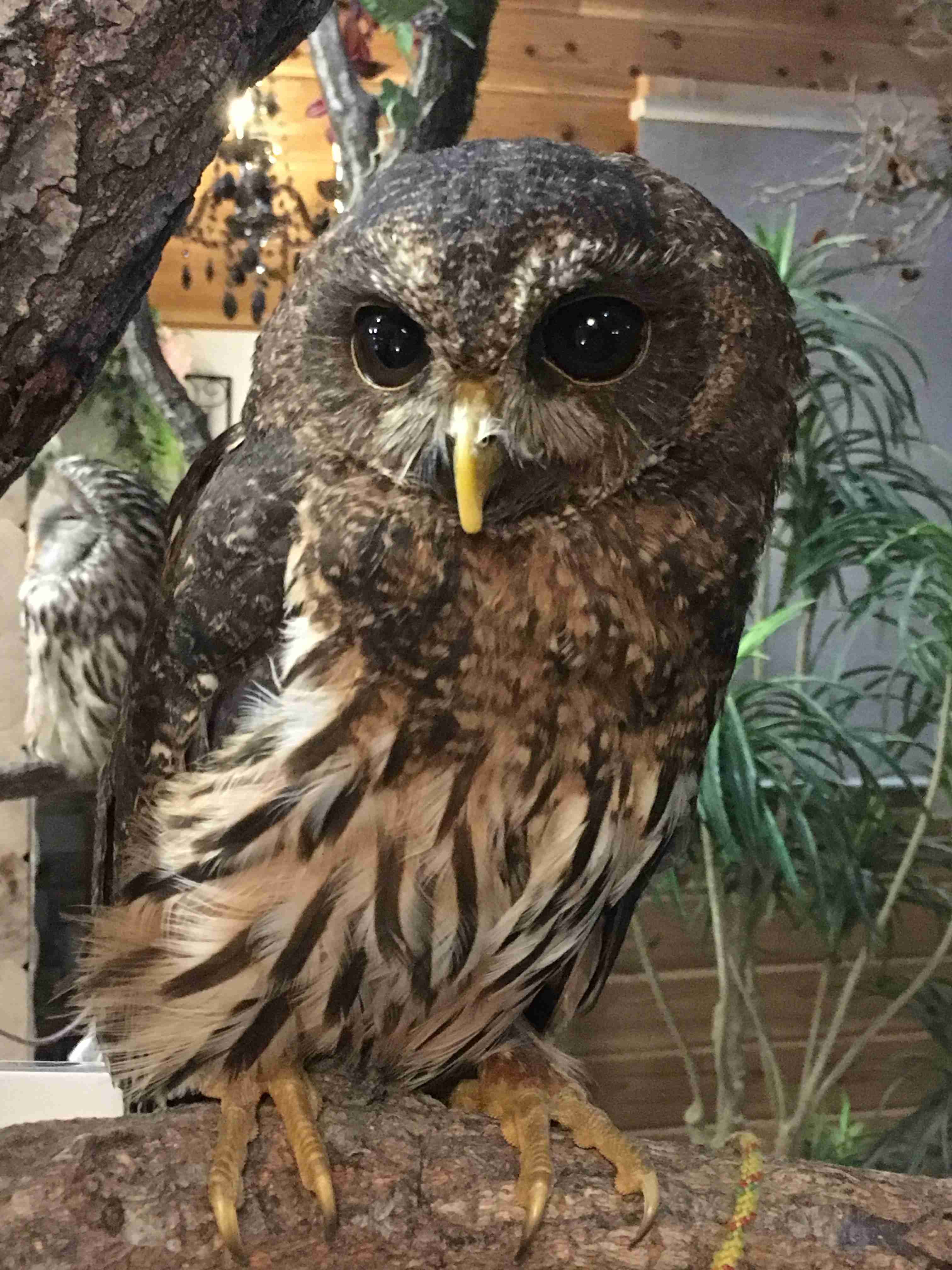 久しぶりにフクロウの画像見たい。