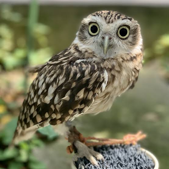 久しぶりにフクロウの画像見たい。