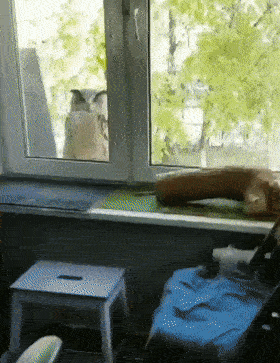 久しぶりにフクロウの画像見たい。