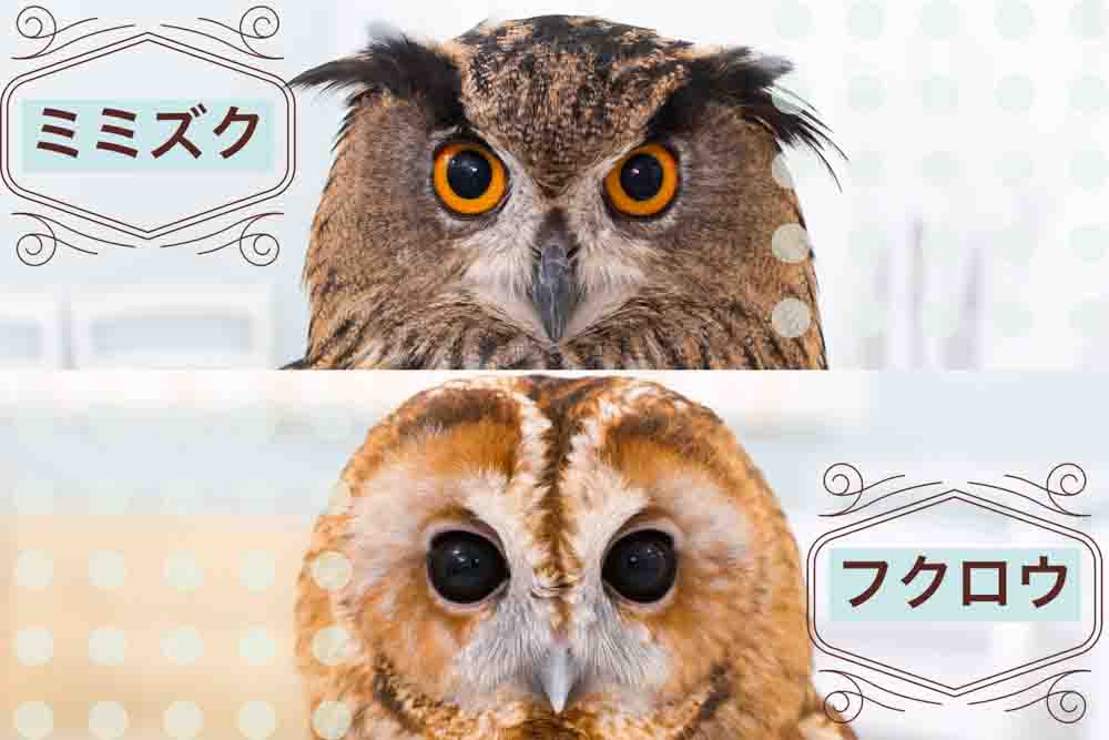 久しぶりにフクロウの画像見たい。