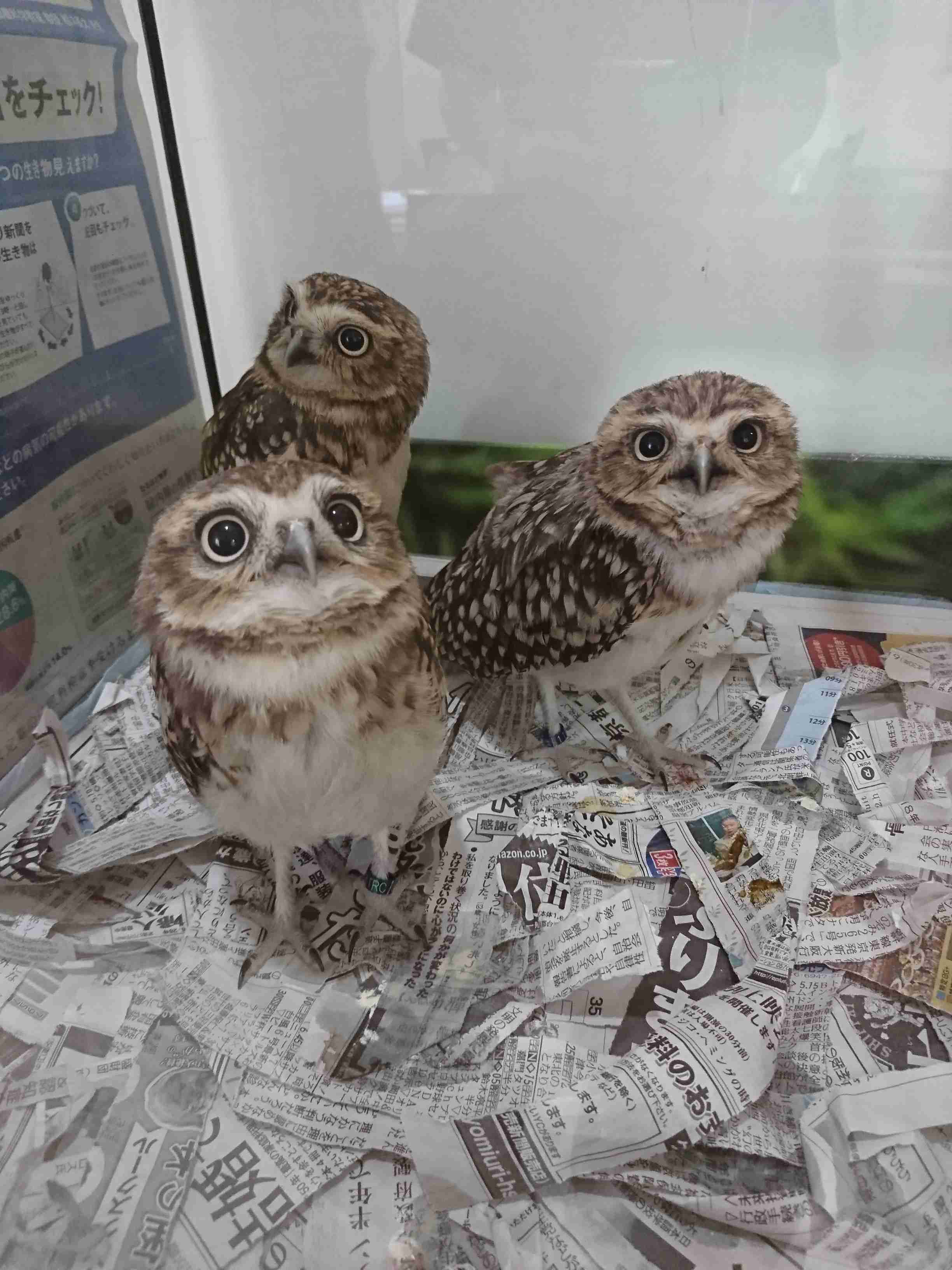 久しぶりにフクロウの画像見たい。