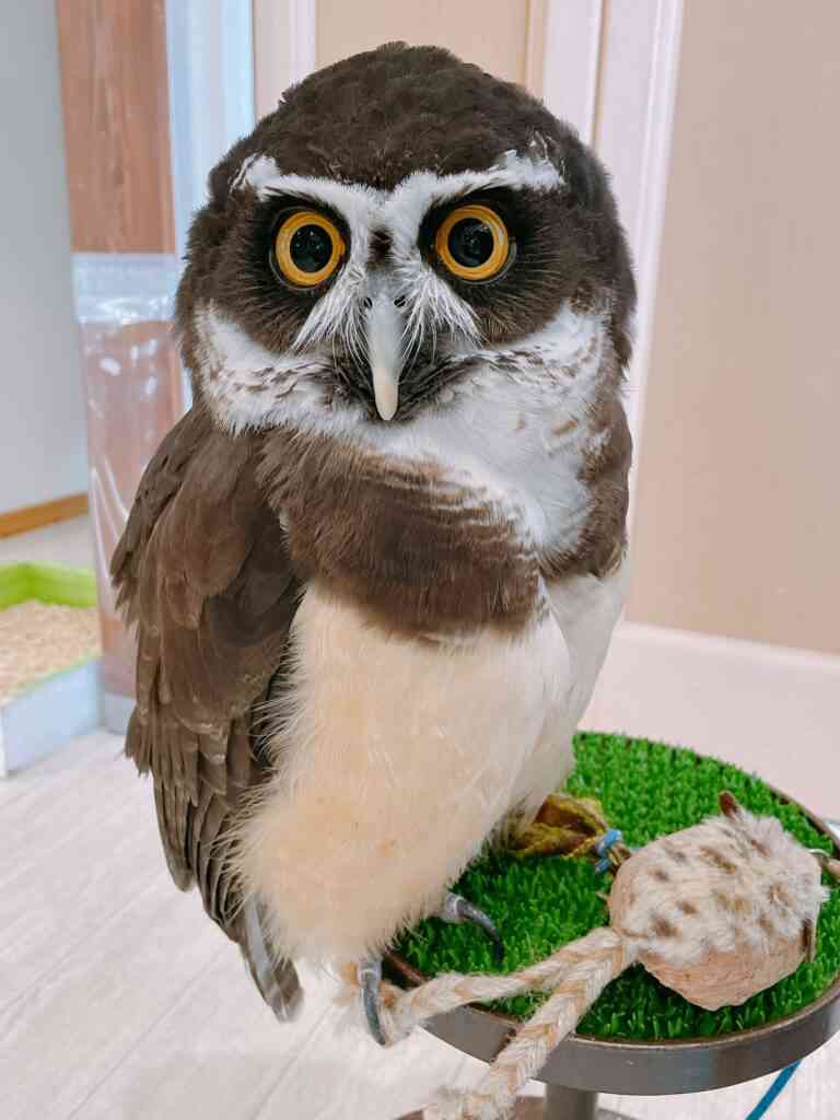 久しぶりにフクロウの画像見たい。