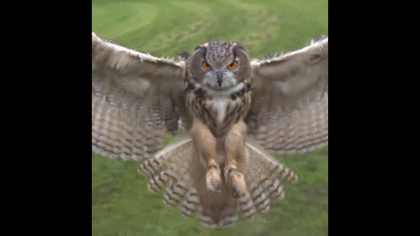 久しぶりにフクロウの画像見たい。