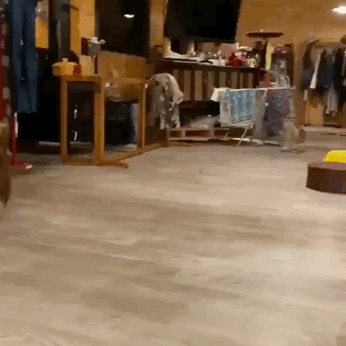 久しぶりにフクロウの画像見たい。