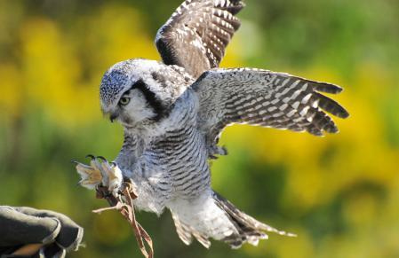 久しぶりにフクロウの画像見たい。