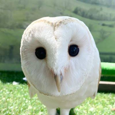 久しぶりにフクロウの画像見たい。