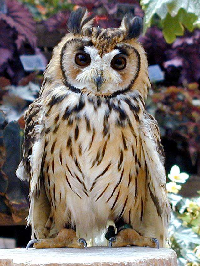 久しぶりにフクロウの画像見たい。