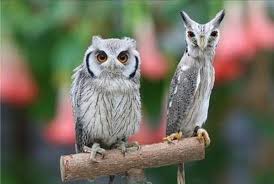 久しぶりにフクロウの画像見たい。