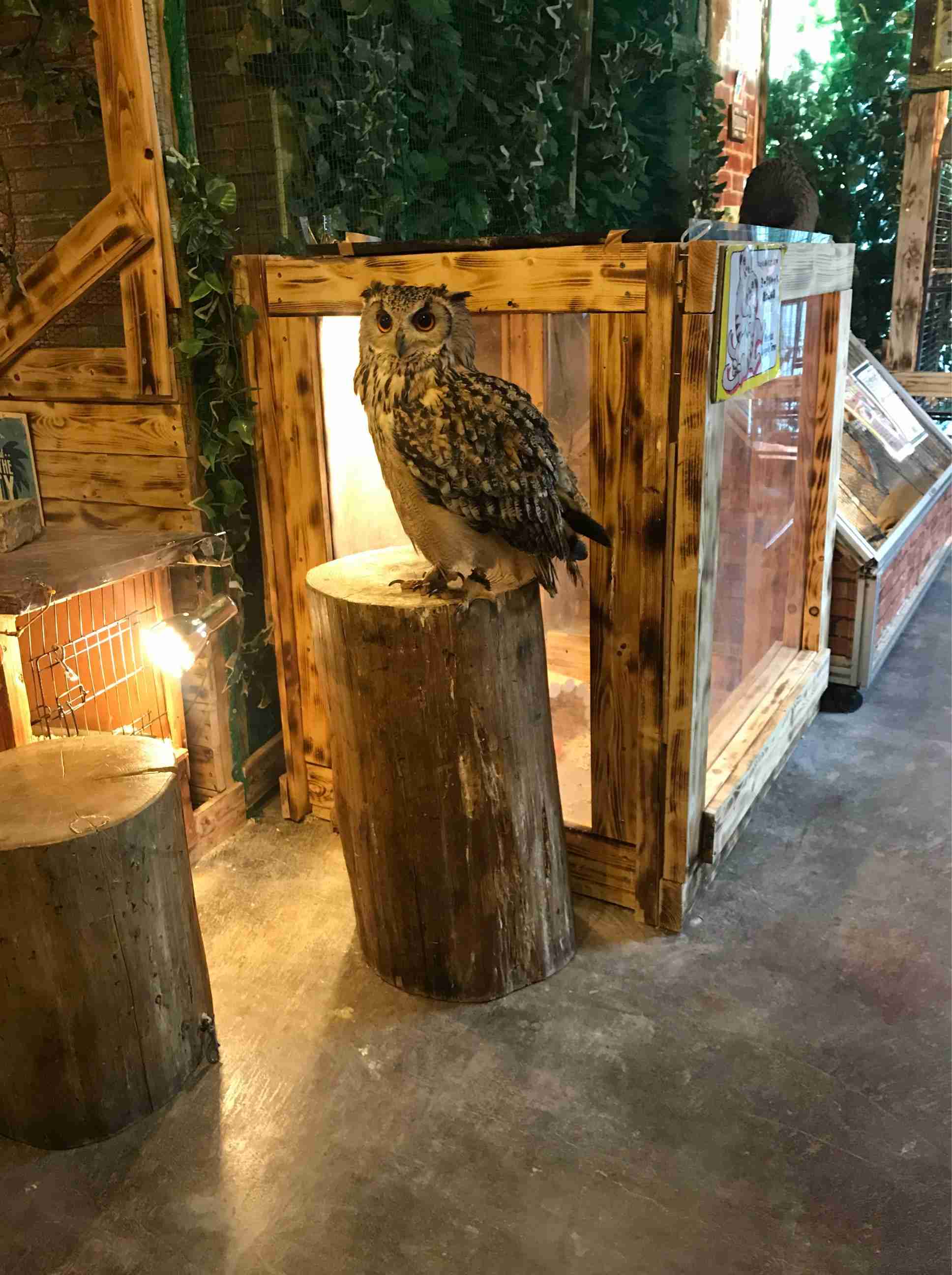 久しぶりにフクロウの画像見たい。