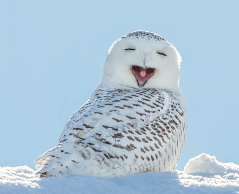 久しぶりにフクロウの画像見たい。