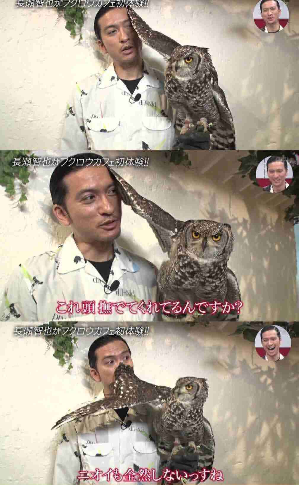 久しぶりにフクロウの画像見たい。