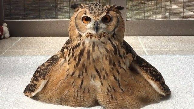 久しぶりにフクロウの画像見たい。