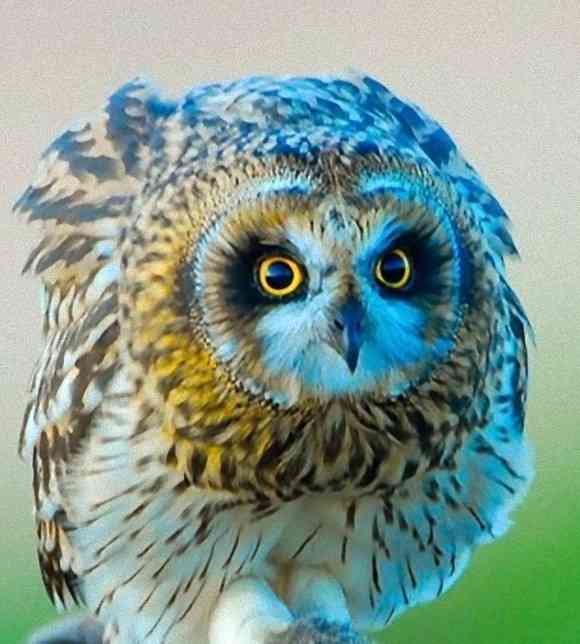 久しぶりにフクロウの画像見たい。