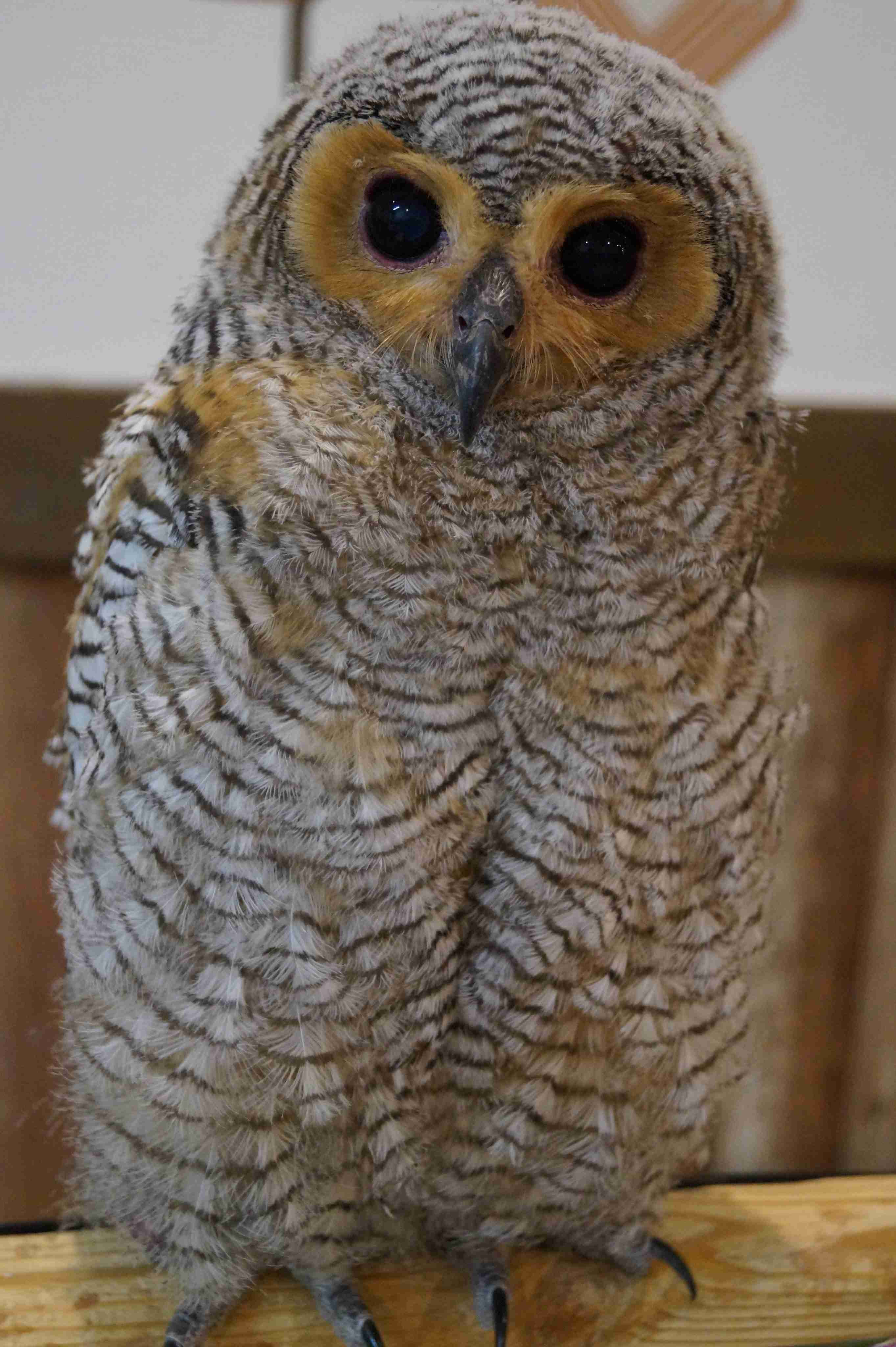 久しぶりにフクロウの画像見たい。