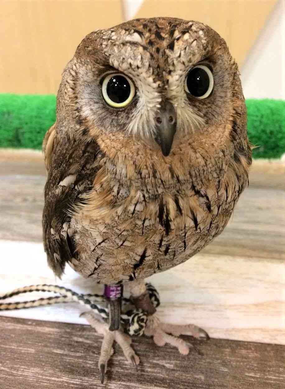 久しぶりにフクロウの画像見たい。