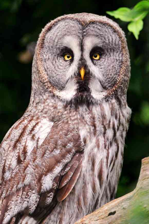 久しぶりにフクロウの画像見たい。