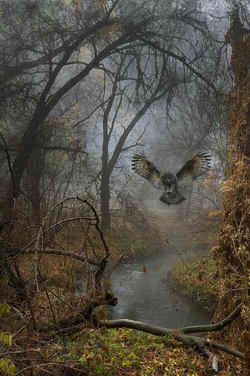 久しぶりにフクロウの画像見たい。