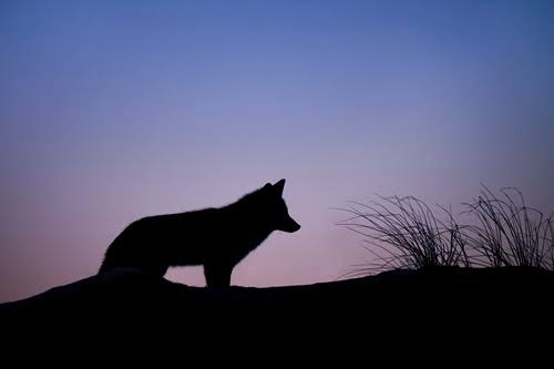 嫌われたりはしないけど、仲良くなれない