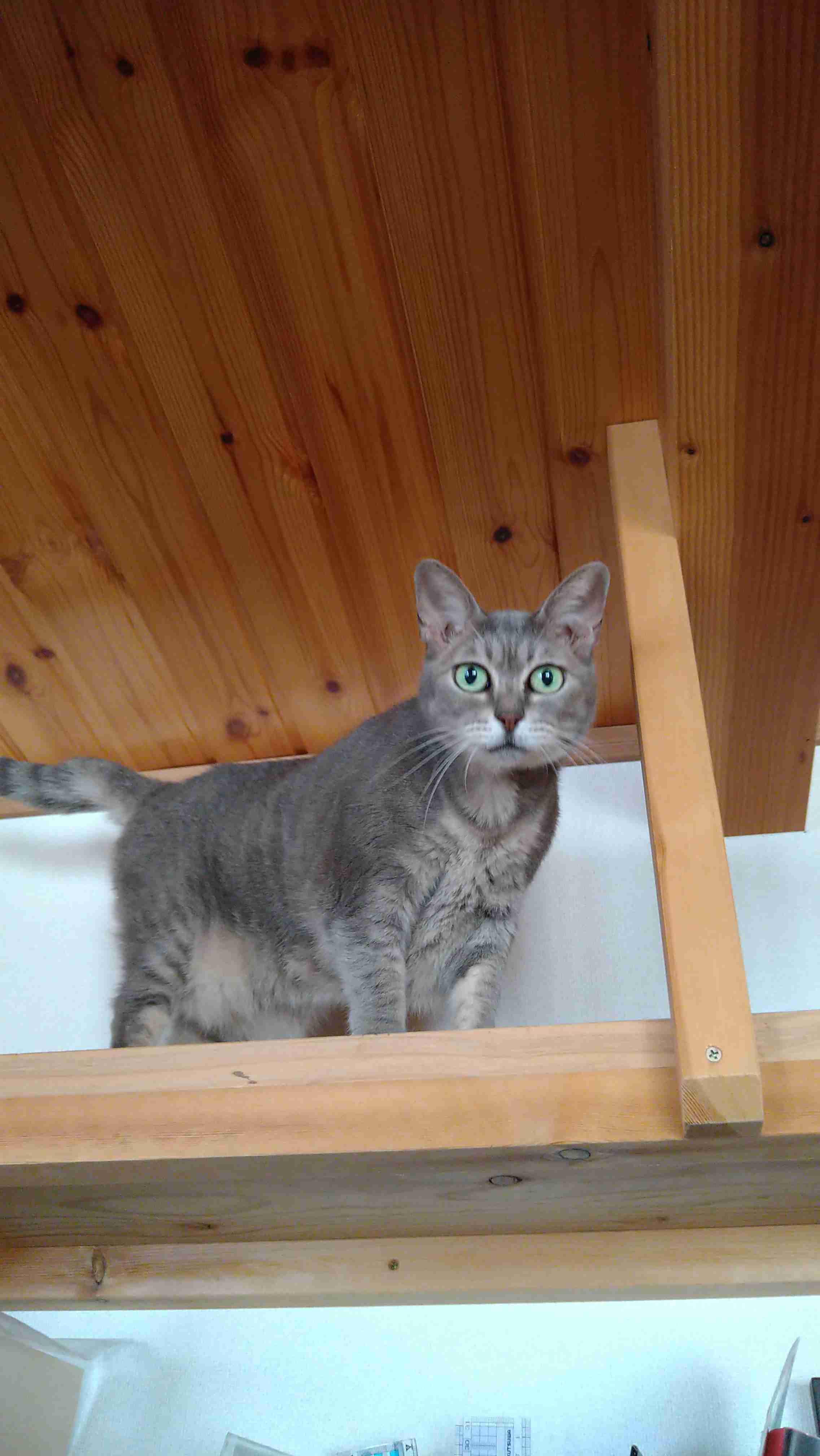 ペットロスの方