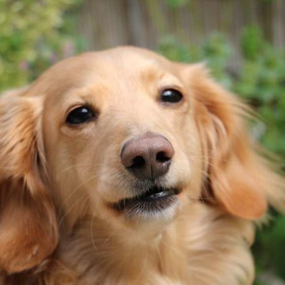 ペットロスの方