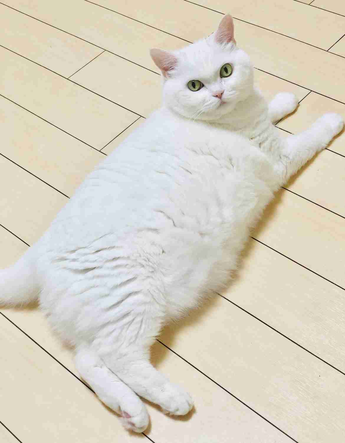 ペットロスの方